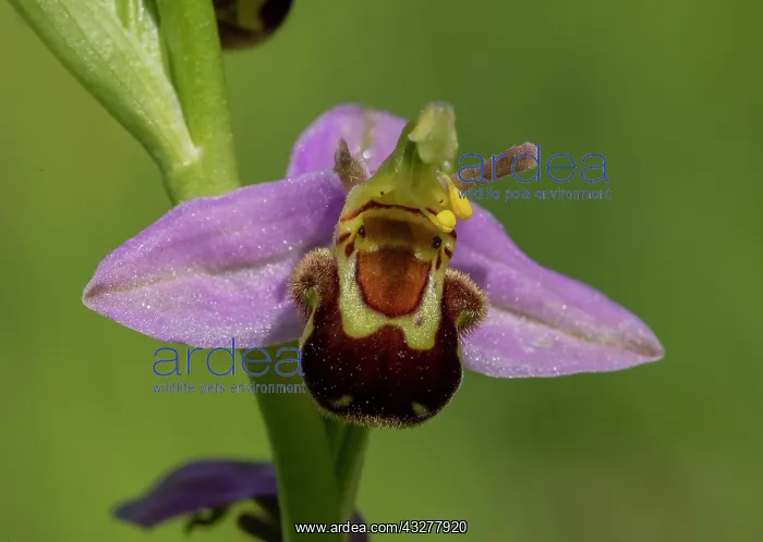 : Flowers of Bee Orchid, Ophrys apifera exhibiting : Flowers of Bee Orchid, Ophrys apifera exhibiting