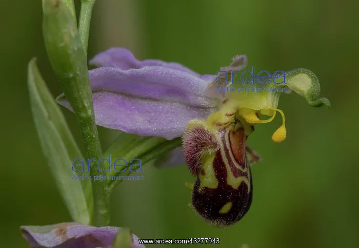 : Flowers of Bee Orchid, Ophrys apifera exhibiting : Flowers of Bee Orchid, Ophrys apifera exhibiting