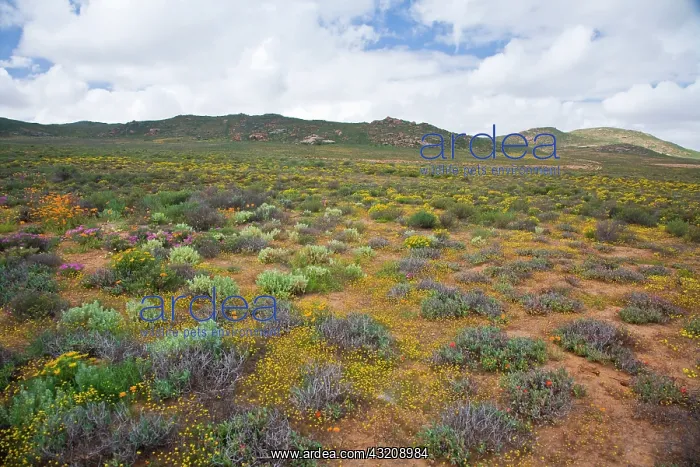 : Flowers bloom in the South African spring : Flowers bloom in the South African spring