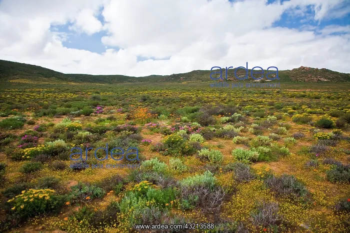 : Flowers bloom in the South African spring : Flowers bloom in the South African spring