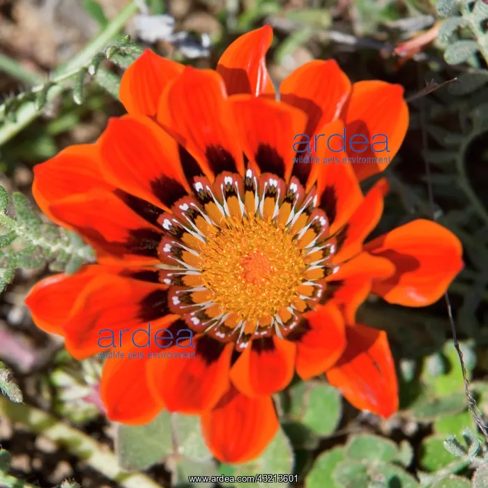 : Flowers bloom in the South African spring : Flowers bloom in the South African spring