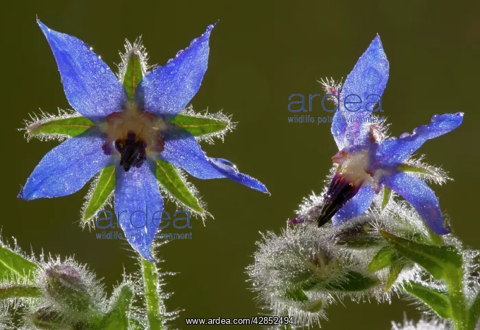 : Flowers of Borage - against the light : Flowers of Borage - against the light