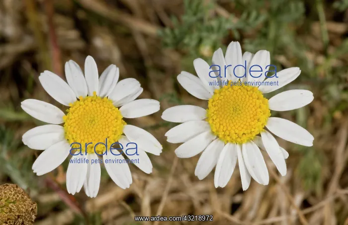 : Flowers of Chamomile / Wild Chamomile - on grassland : Flowers of Chamomile / Wild Chamomile - on grassland