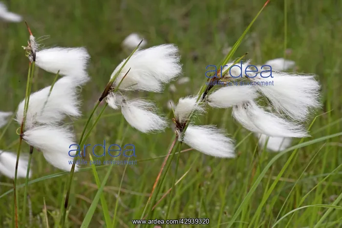 : Flowers of cotton grass or Hare's-Tail - blowing in wind : Flowers of cotton grass or Hare's-Tail - blowing in wind