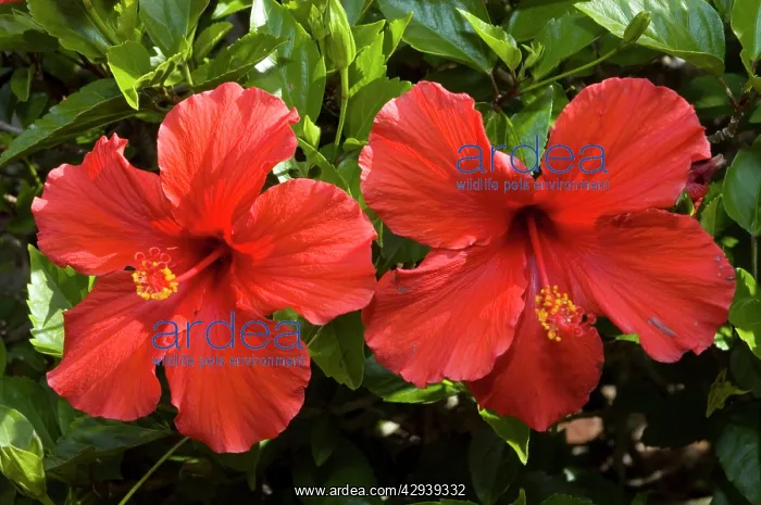 : Flowers of cultivated hibiscus - commonly grown in gardens : Flowers of cultivated hibiscus - commonly grown in gardens