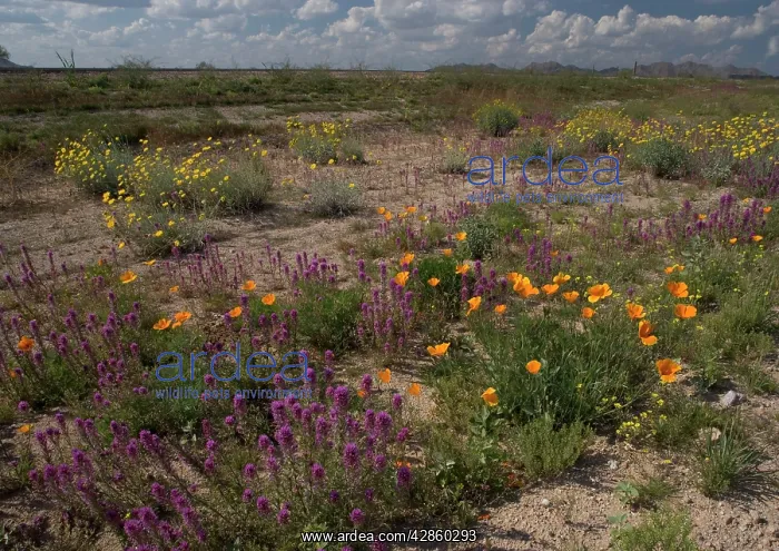 : Flowers - Desert Marigolds, Owl Clover, Mexican : Flowers - Desert Marigolds, Owl Clover, Mexican