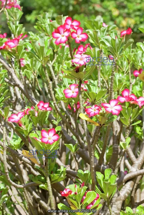 : Flowers of Desert Rose : Flowers of Desert Rose