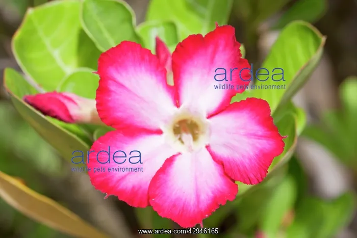  : Flowers of Desert Rose