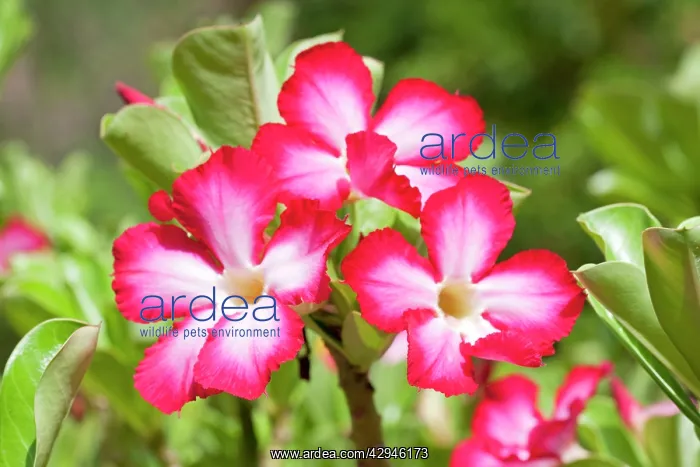 : Flowers of Desert Rose : Flowers of Desert Rose
