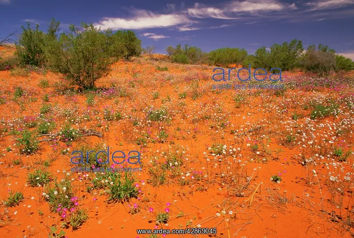 : Flowers in the desert Simpson desert, South Australia : Flowers in the desert Simpson desert, South Australia
