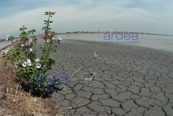 : Flowers on Dike through mud lake environmental disaster : Flowers on Dike through mud lake environmental disaster
