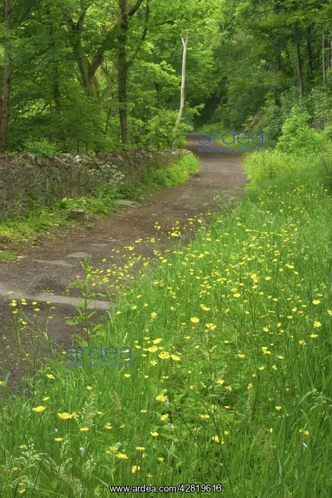 : Flowers on edge of country lane : Flowers on edge of country lane