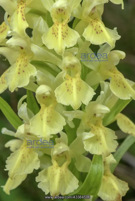 : Flowers of Elder-flowered Orchid, Dactylorhiza s : Flowers of Elder-flowered Orchid, Dactylorhiza s