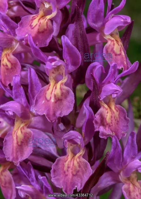 : Flowers of Elder-flowered Orchid, Dactylorhiza s : Flowers of Elder-flowered Orchid, Dactylorhiza s