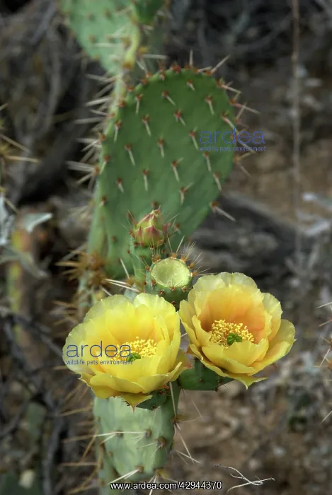: Flowers of Engelmann's Prickly Pear Cactus : Flowers of Engelmann's Prickly Pear Cactus