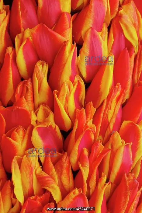 : Flowers on float celebrating Queen's Day : Flowers on float celebrating Queen's Day