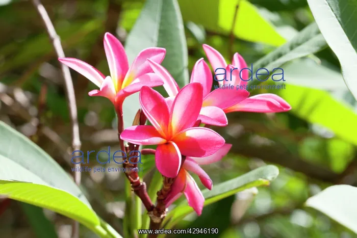: Flowers of Frangipani : Flowers of Frangipani