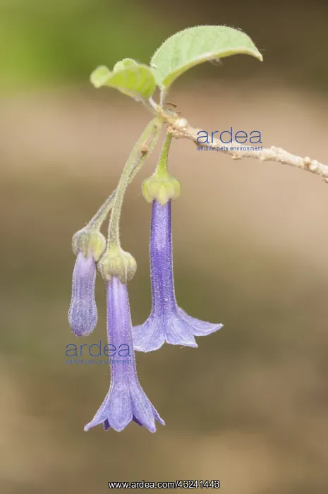 : Three flowers of Giant Iochroma (Iochroma grandiflorum) : Three flowers of Giant Iochroma (Iochroma grandiflorum)