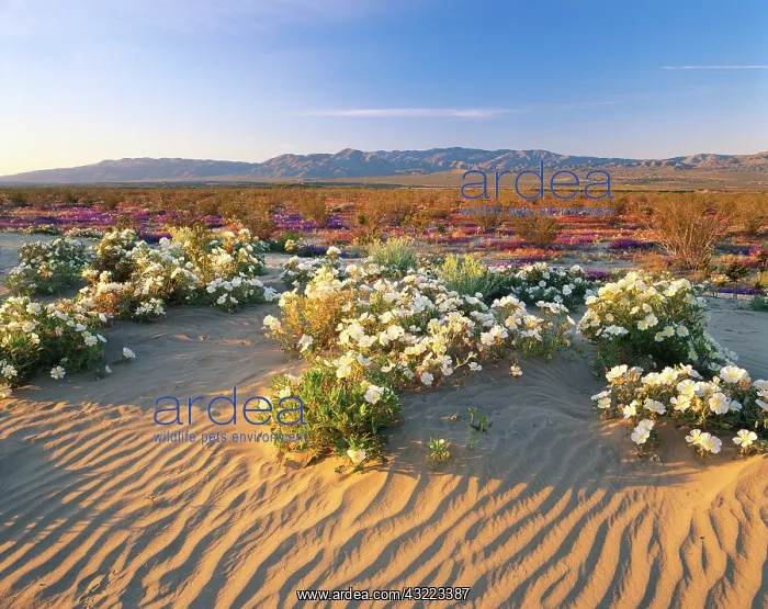 : Flowers growing on dessert landscape, Anza : Flowers growing on dessert landscape, Anza