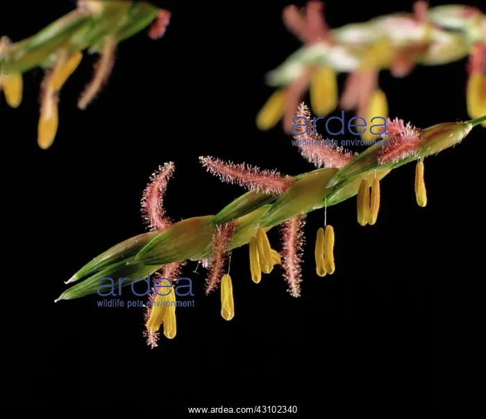 : Flowers of johnson grass : Flowers of johnson grass