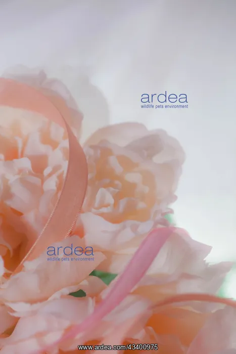 : Flowers and light : Flowers and light