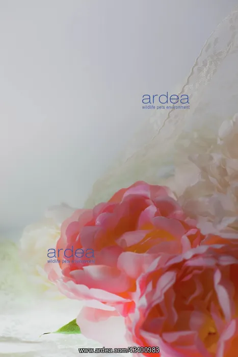 : Flowers and light : Flowers and light