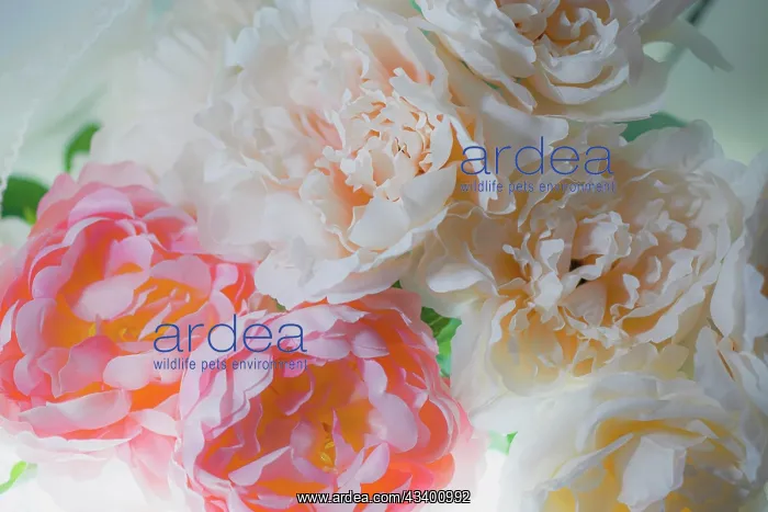 : Flowers and light : Flowers and light