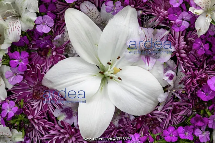 : Flowers-lily, alstroemeria, dianthus and chrysanthemum : Flowers-lily, alstroemeria, dianthus and chrysanthemum