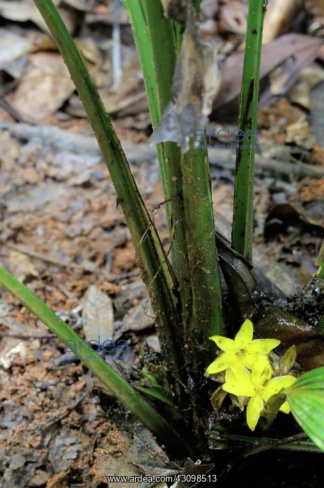 : Flowers of Lumbah (Curculigo latifolia) : Flowers of Lumbah (Curculigo latifolia)