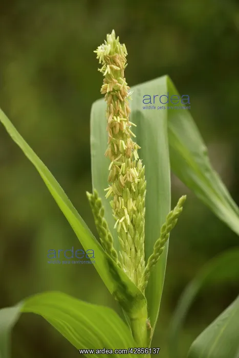 : Flowers of maize, ancient central american crop : Flowers of maize, ancient central american crop