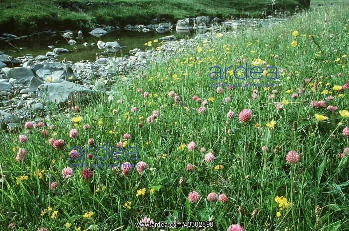 : FLOWERS - With marsh orchids, Flowers in unimproved pasture : FLOWERS - With marsh orchids, Flowers in unimproved pasture