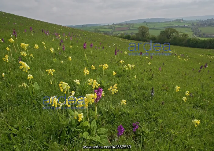 : Flowers in a meadow : Flowers in a meadow