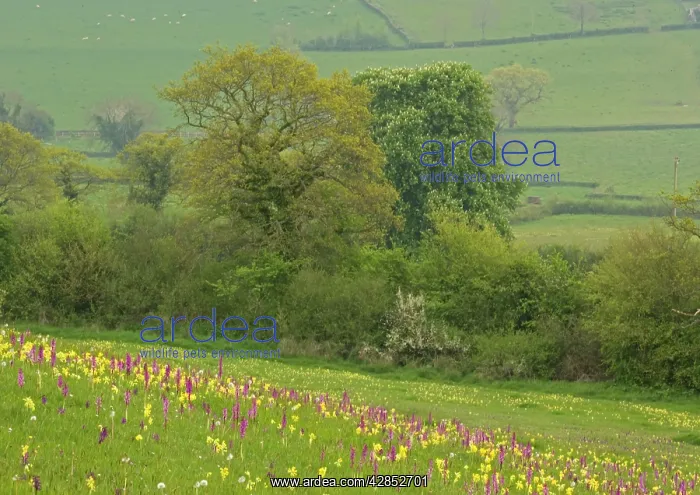 : Flowers in a meadow : Flowers in a meadow