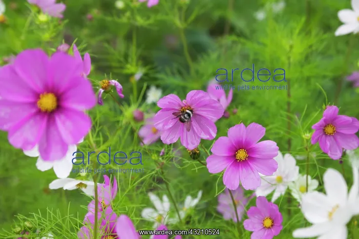 : Flowers on the meadow, Ladakh, India : Flowers on the meadow, Ladakh, India