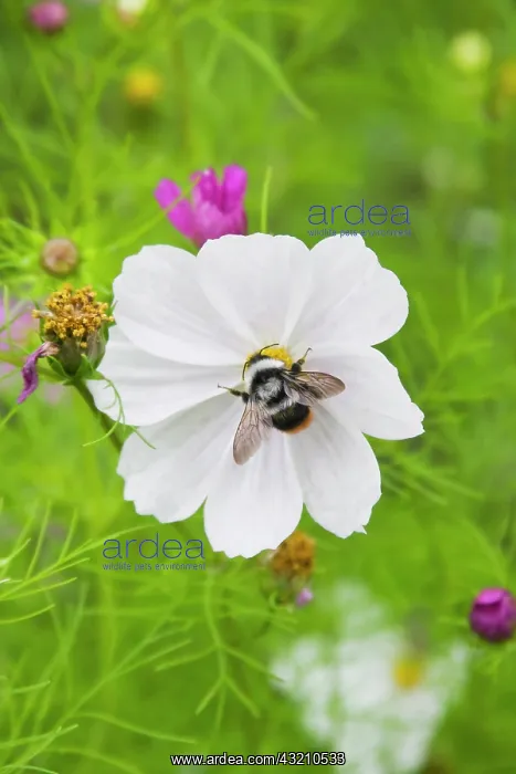 : Flowers on the meadow, Ladakh, India : Flowers on the meadow, Ladakh, India