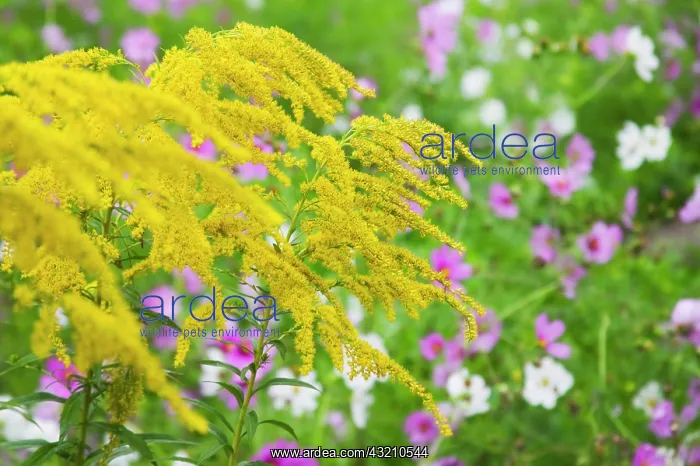 : Flowers on the meadow, Ladakh, India : Flowers on the meadow, Ladakh, India