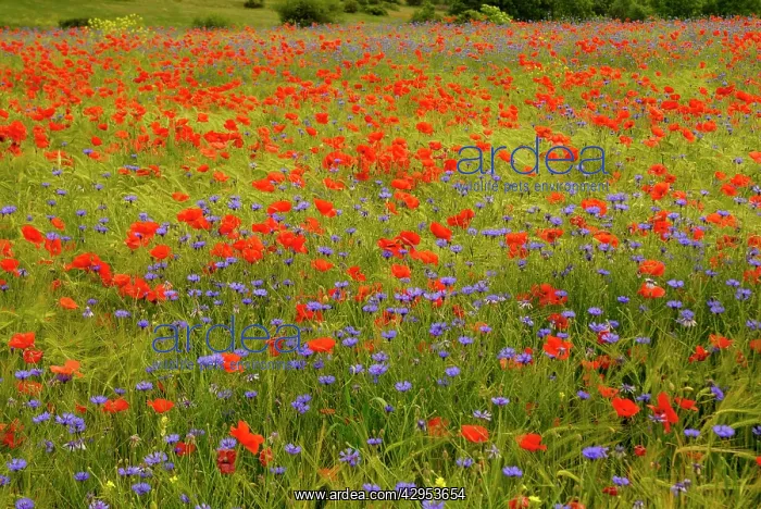 : Flowers in meadow - Poppy and Cornflowers : Flowers in meadow - Poppy and Cornflowers