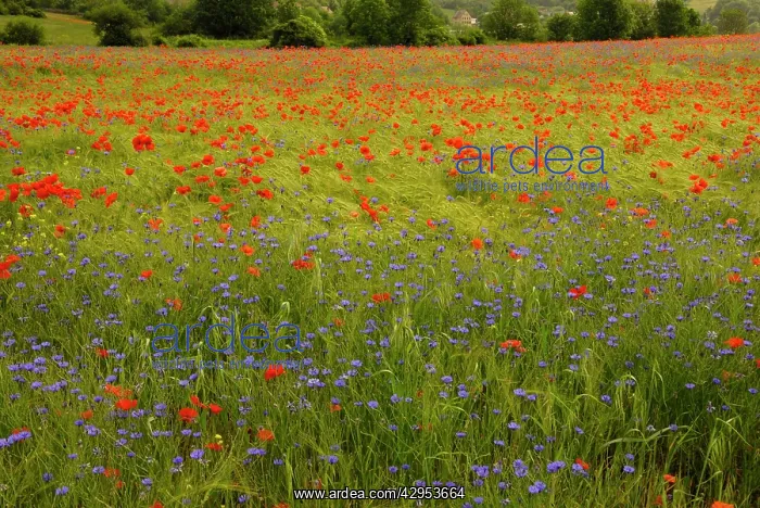 : Flowers in meadow - Poppy and Cornflowers : Flowers in meadow - Poppy and Cornflowers