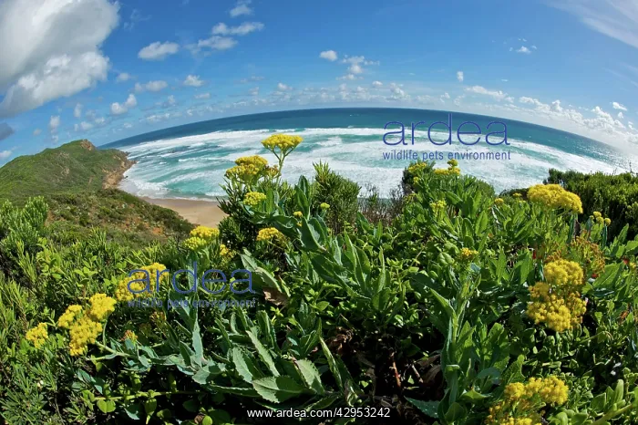  : Flowers and Ocean as viewed from the Great Ocean Road