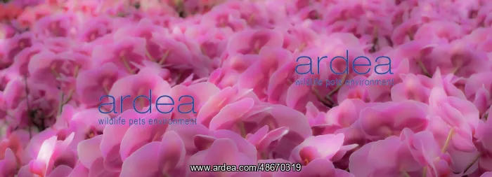 : Flowers, orchids : Flowers, orchids