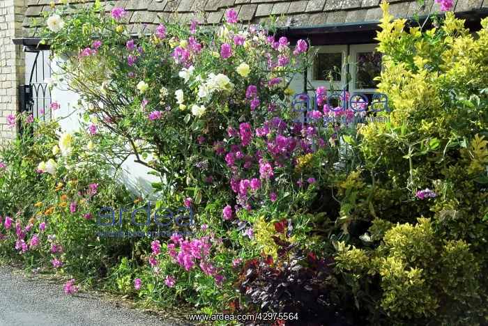 : Flowers - roadside flowers - sweat peas - roses - marigolds : Flowers - roadside flowers - sweat peas - roses - marigolds