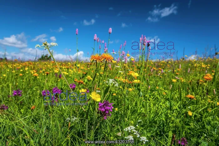 : Flowers and wild herbs in a meadow of the Alpe di : Flowers and wild herbs in a meadow of the Alpe di