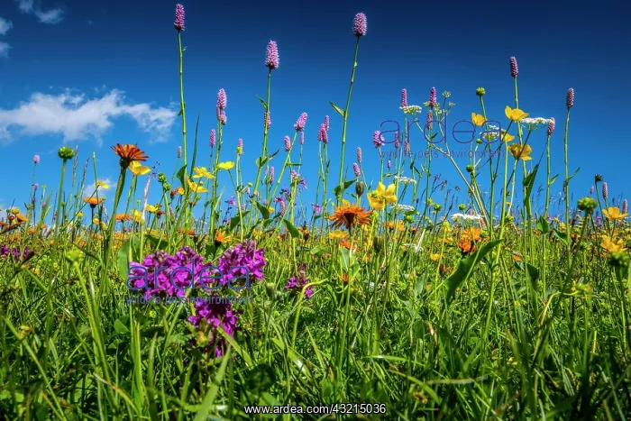 : Flowers and wild herbs in a meadow of the Alpe di : Flowers and wild herbs in a meadow of the Alpe di
