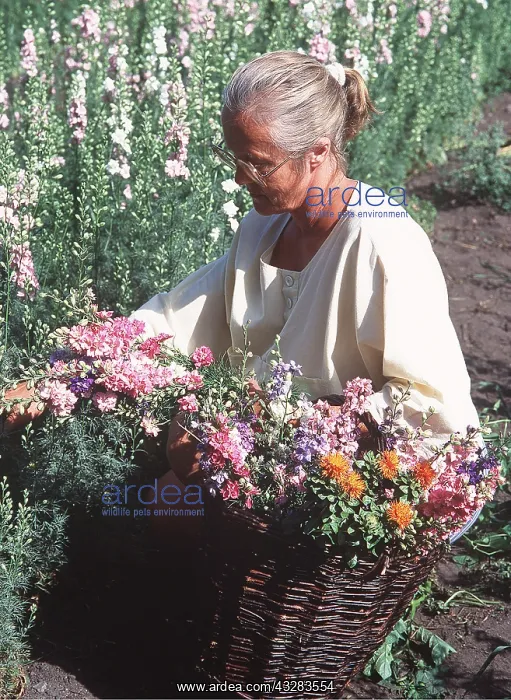 : FLOWERS - woman gathering flowers : FLOWERS - woman gathering flowers