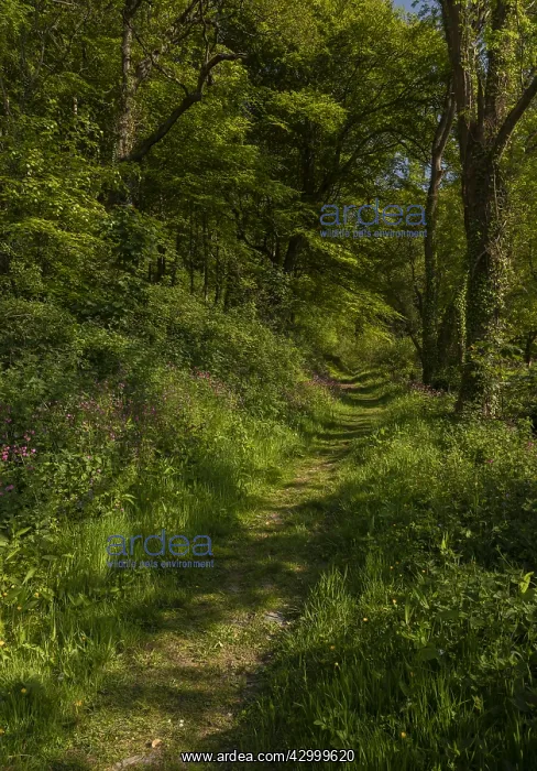: Flowery footpath through deciduous woodland in spring : Flowery footpath through deciduous woodland in spring