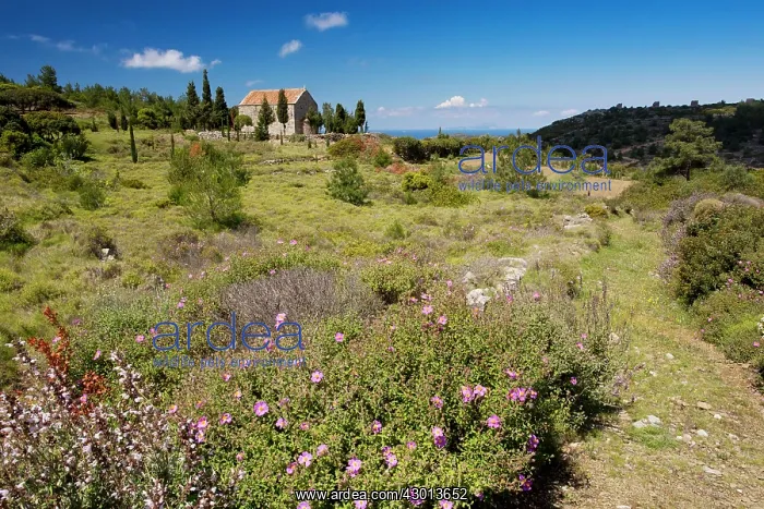 : Flowery Garrigue and Pasture in spring around the : Flowery Garrigue and Pasture in spring around the