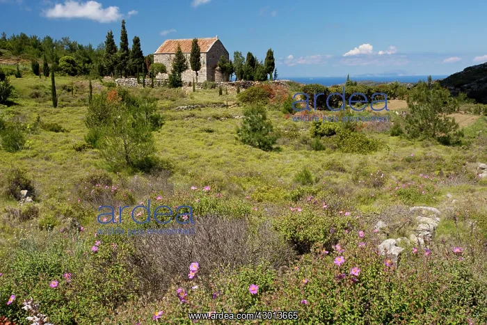 : Flowery Garrigue and Pasture in spring around the : Flowery Garrigue and Pasture in spring around the