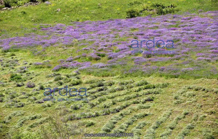 : Flowery Hay Meadow being cut by hand Vaukdagi Pass : Flowery Hay Meadow being cut by hand Vaukdagi Pass