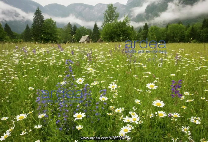: Flowery hay meadow in the misty Julian Alps, with : Flowery hay meadow in the misty Julian Alps, with
