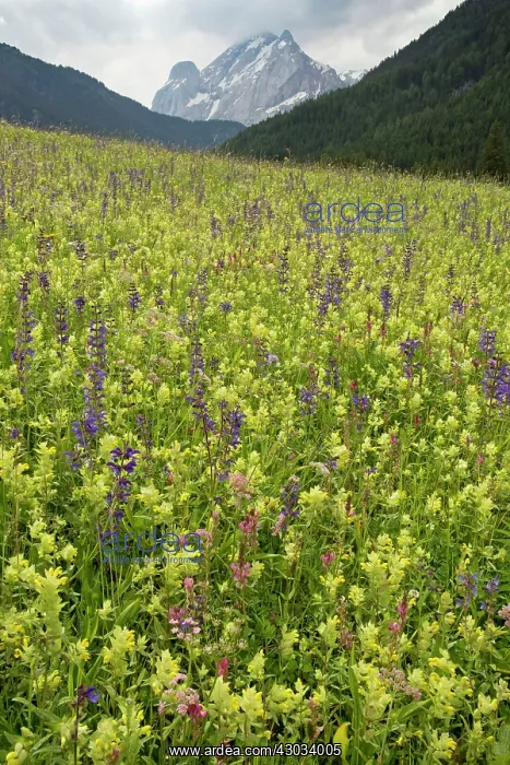: Flowery Hay Meadow Val di Fassa, Avisio valley near : Flowery Hay Meadow Val di Fassa, Avisio valley near